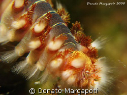 Hermodice carunculata, Torre dell'inserraglio - Lecce - I... by Donato Margapoti 